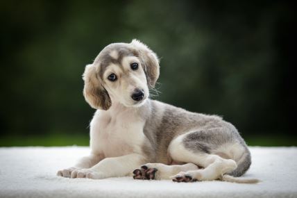 shutterstock-1694952691.jpg