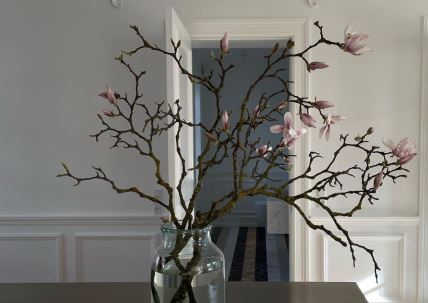 magnolija.jpg