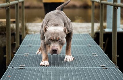 pit-bul.jpg