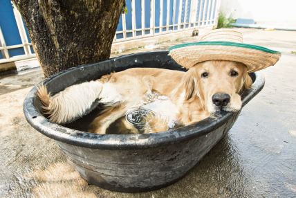 stockphotogoldenretrieverdoginasmallpooltiredofthesummerheat397047499.jpg