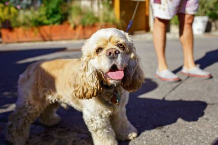 pre-setnje-proverite-da-li-je-beton-vreo-stockphotoasmalldogwithhistonguehangingoutitishottheownerwalksheronaleashonthestreetof2168167523.jpg