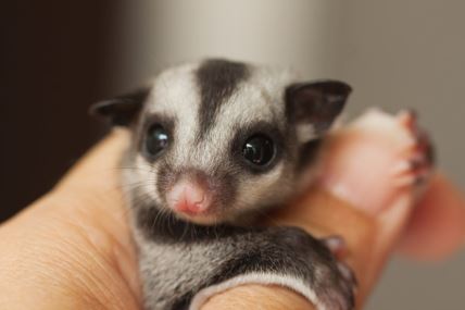 sugar-glider.jpg