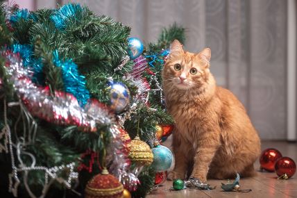 glavna--stockphotofunnygingercatandchristmastreehappyendcatplayingwithtoyballsontreeandbrokethem1873899715.jpg
