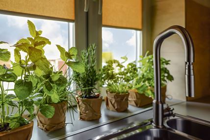 zacinsko-bilje--stockphotodifferentaromaticpottedherbsonwindowsillnearkitchensink2170259395.jpg