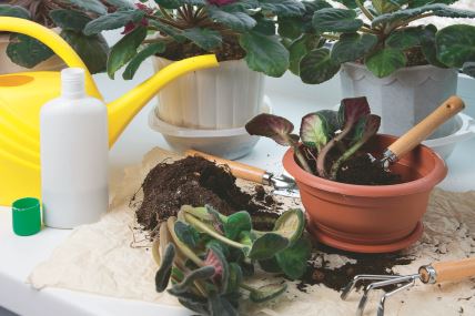 stockphotoflowerpotssoilpileplantsproutfertilizerrakeandshovelonwindowsillflowersreplanting1936058629.jpg