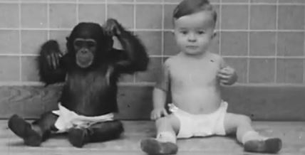 20250119-17-45-49psychiatrists-used-their-own-baby-in-bizarre-ape-experiment--youtube.jpg