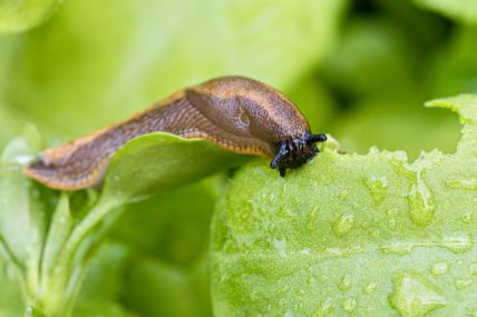 puzevi-u-basti (1).jpg