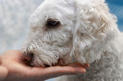 Pas njuši čovekovu šaku