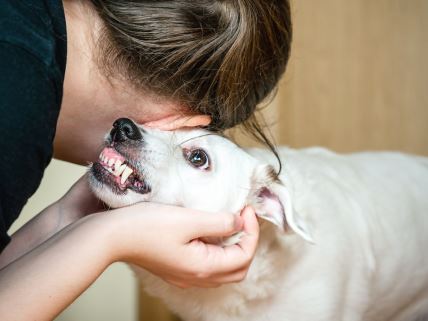 Devojka sa psom koji je ne voli