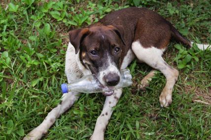 Pas drži flašicu sa vodom u ustima