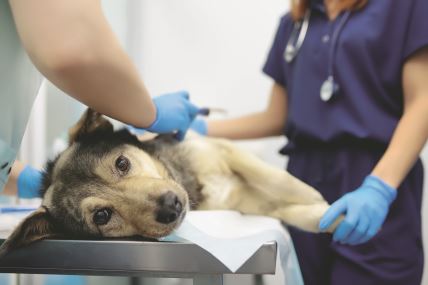 stock-photo-veterinarians-examines-a-large-dog-in-veterinary-clinic-vet-doctors-applied-a-medical-bandage-for-2452341267.jpg