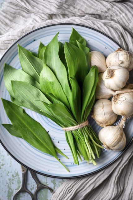 GLAVNA   stock-photo-top-view-of-fresh-bear-s-wild-garlic-leaves-and-garlic-cloves-on-blue-plate-close-up-food-2595946903.jpg
