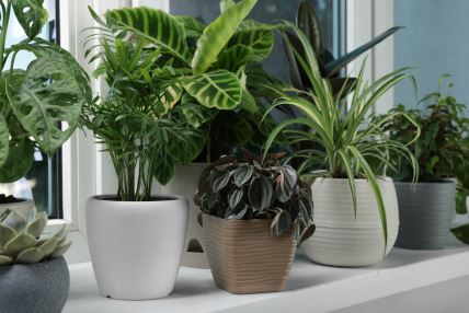 GLAVNA  stock-photo-different-beautiful-potted-houseplants-on-window-sill-indoors-2203722563.jpg