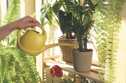 GLAVNA  stock-photo-woman-watering-beautiful-house-plants-indoors-closeup-2300470241.jpg