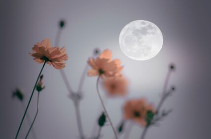 shutterstock_1101352406.jpg