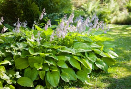 Hosta