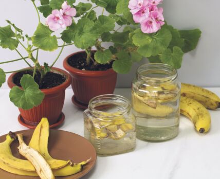 GLAVNA stock-photo-gardener-preparing-banana-peel-fertilizer-for-houseplants-organic-gardening-2607045851.jpg
