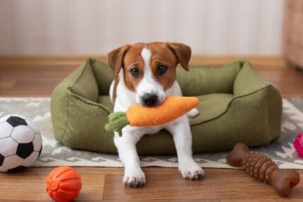 shutterstock_2650592145.jpg