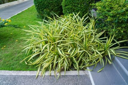 carex