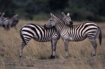 zebre.jpg