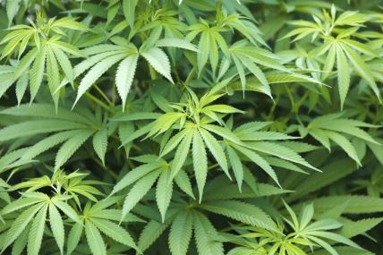 marihuana.jpg