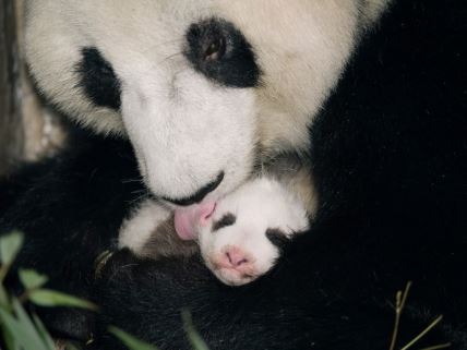 panda.jpg