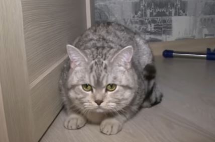 macak-carlis.jpg