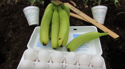 banane-i-jaja.jpg