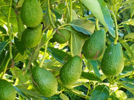 avokado.jpg