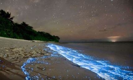bioluminiscencija.jpg