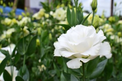 shutterstock-1035152620.jpg