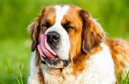 shutterstock-538918561.jpg