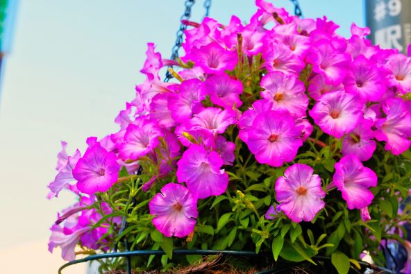 shutterstock-1325732216.jpg