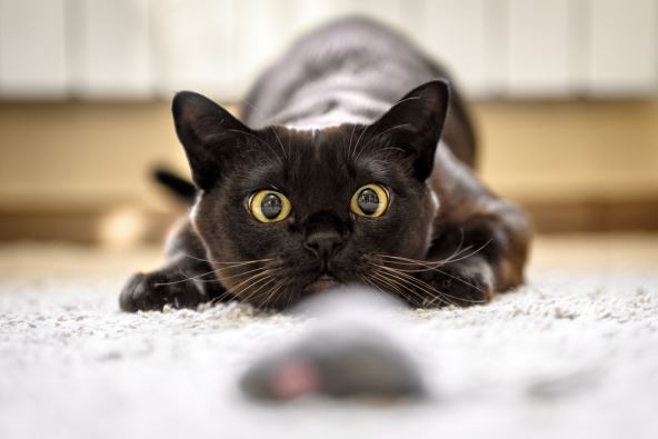 shutterstock-1957926694.jpg
