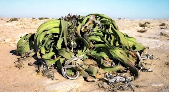 welwitschia-mirabilis.jpg