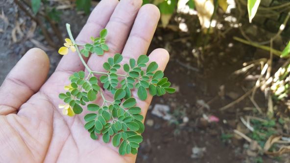 moringa.jpg