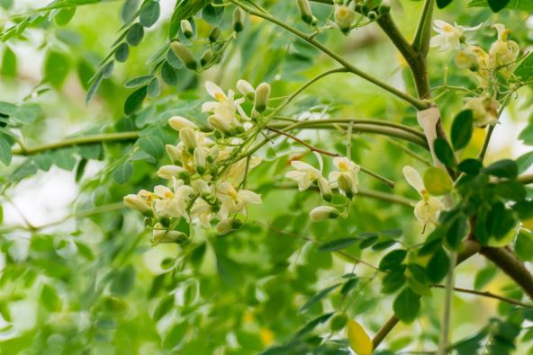 moringa3.jpg