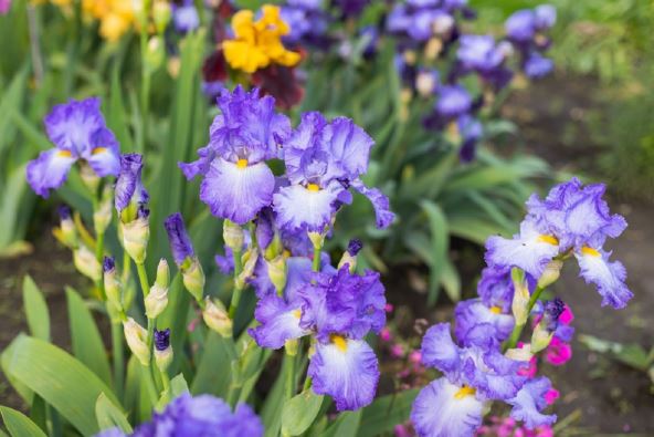 iris.jpg