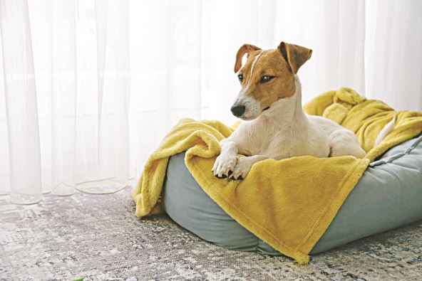 korpa-za-pse-stockphotocutesleepyjackrusselterrierpuppywithbigearsrestingonadogbedwithyellowblanketsmall1932958211.jpg