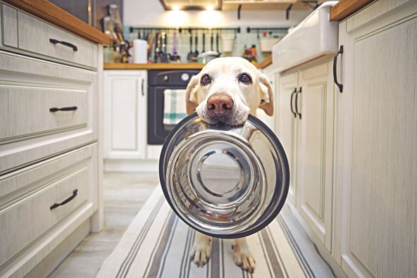 posuda-za-pse-stockphotohungrydogwithsadeyesiswaitingforfeedingatkitchencutelabradorretrieverisholdingdog2177060555.jpg