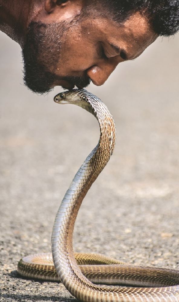 stockphotomankissingacobrasnakekalahandiodishaindiaonaug1791622964.jpg