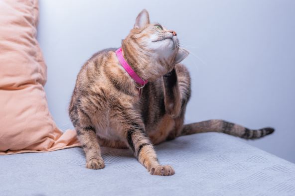 shutterstock-1999198379.jpg