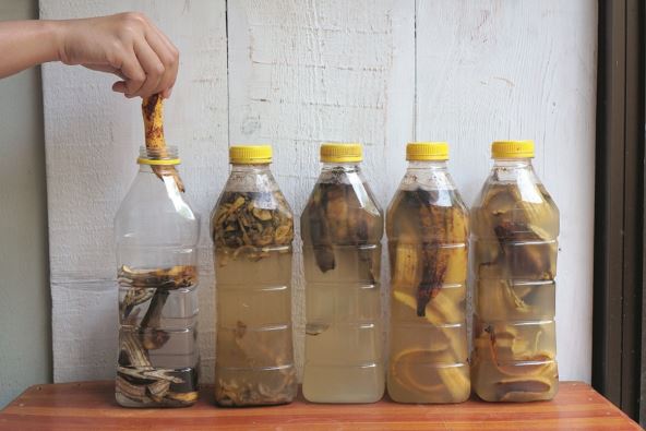 voda-od-banane-stockphotobananapeelsaresoakedinbottlestobeusedasliquidorganicfertilizerwhichcontainsalotof2012888531.jpg