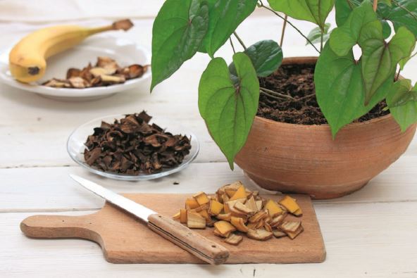 djubrivo-sa-sporim-oslobadjanjem---stockphotofreshanddriedbananapeelgoodforplantandflowerfertilizationbananapeelgoodforplant2252655419.jpg