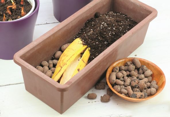 malc-stockphotobananapeelgoodforplantfertilizationecofriendlynaturalwayhowtomanureplantsandflowers1641123082.jpg
