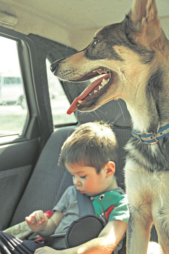 isto-pravilo-vazi-i-za-zivotinje-stockphotolittleboyandbigdogtravelincarbestfriends1743843998.jpg