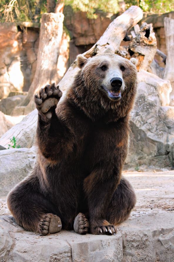 uciniti-medvedju-uslugu-stockphotofriendlybrownbearsittingandwavingapawinthezoo143589274.jpg