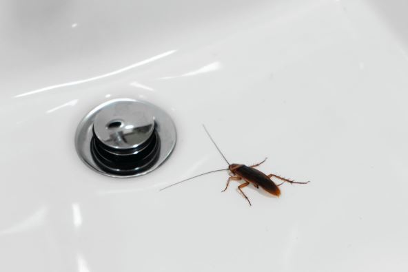 odvodi--stockphotocockroachinthebathroomonthesinktheproblemwithinsects1765380776.jpg