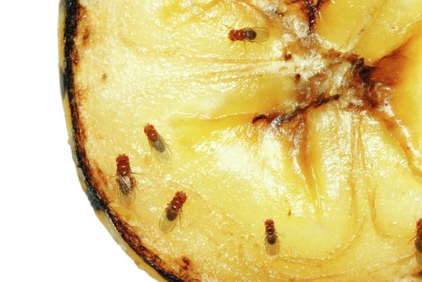 prezrelo-voce--stockphotomacroofcommonfruitfliesdrosophilamelanogasteronpieceofrottingbananafruit110050226.jpg