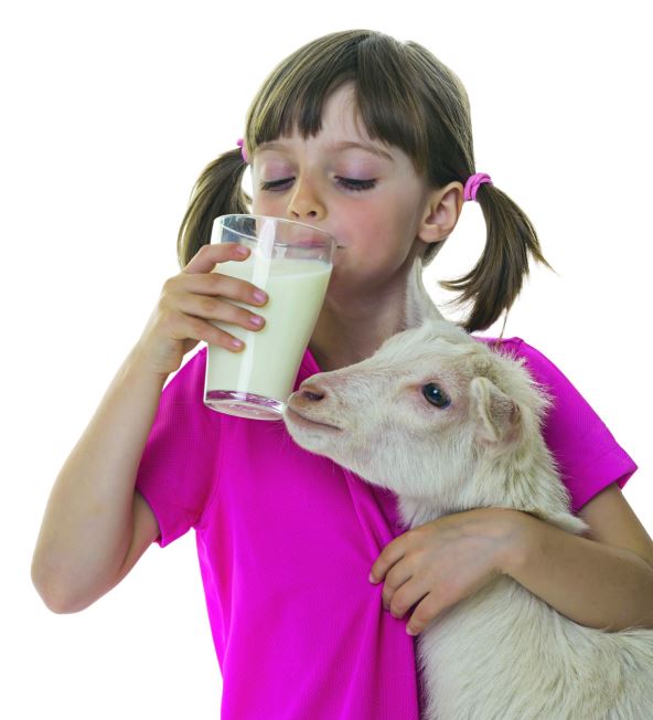 stockphotolittlegirldrinkinghealthygoatmilkandholdinglittlegoat137315117.jpg